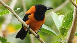 सर्प भन्दा बिषालु चरा, जसलाई छोए मात्रै पनि मृत्यु हुन सक्छ