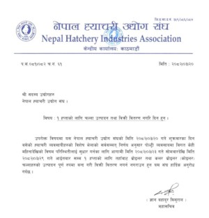 आज देखी कुखुराको चल्ला उत्पादन र बिक्रीबितरण नगरिने