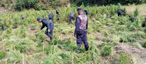 ३० विगाह क्षेत्रफलमा लगाइएको गाँजा र अफिम खेती नष्ट