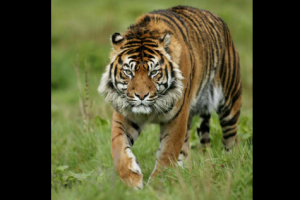 बाघको आक्रमणबाट बर्दियामा एकको मृ्त्यु