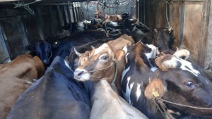 तीन महिनामै ८५ गाई–गोरु नियन्त्रण, तस्करीविरुद्ध मकवानपुर प्रहरीको कडा कारबाही