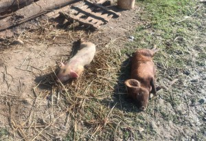 चन्द्रपुरमा अज्ञात रोगले १५ बङ्गुर मरेपछि किसान त्रसितः ‘स्वाइन फिभर’को आशङ्का