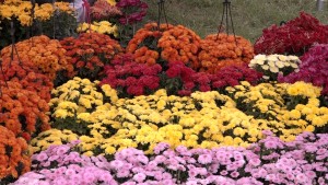 स्वदेशी फूलको उत्पादन बढाउन सरकार र व्यवसायीबीच सहकार्य आवश्यक : मन्त्री मगर