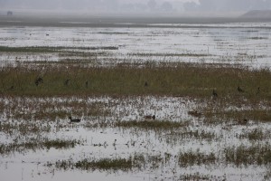 बढैयातालमा रमाउँदै आगन्तुक चराहरु