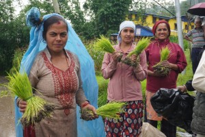 सोलुखुम्बुमा धान रोपाइँमा उत्साहजनक प्रगति, गत वर्षभन्दा ११ प्रतिशत बढी रोपाइँ 