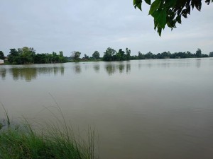 रौतहटका धान खेत जलाशयमा परिणत, किसान मर्कामा 