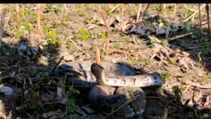 हेटौंडा तीनताप्केमा अजिङ्गर भेटिएपछि हेर्नेहरुको भीड