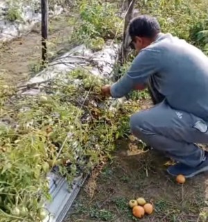 गोलभेँडाको मूल्य पाउँदा किसानलाई राहत