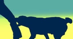 रौतहटमा कुकुरले एकैदिन ५० भन्दा बढीलाई टोक्यो, स्थानीय त्रसित