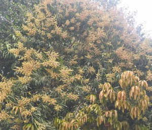 रौतहटमा आँपका रूखहरू मोजरले ढकमक्क, उत्पादन बढ्ने आशामा किसान