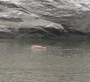 बागमती नदीमा बेपत्ता भएका स्याङतानको शव तीन दिनपछि फेला