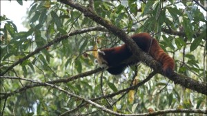 रेडपाण्डा अध्ययन र अवलोकन गर्न आउनेको संख्या बढ्यो, विदेशीलाई विशेष चासो