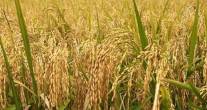 रौतहटमा धान उत्पादनमा २१ हजार मेट्रिक टनले गिरावट, किसान चिन्तित