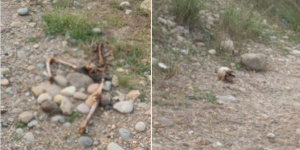 सर्लाहीमा टाउको र शरीर छुट्टिएको अवस्थामा मानव कङ्काल फेला