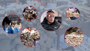 माघे संक्रान्तिले बढायो तरुलको कारोबार