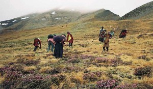यार्सा संकलन गर्न जाँदा लेक लागेर मृत्यु भएका परिवारलाई राहत