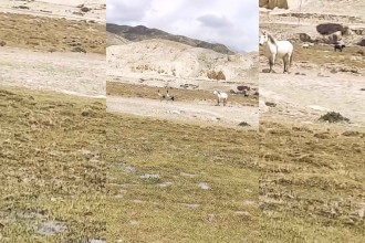 मुस्ताङमा दुर्लभ ब्ल्याक नेक क्रेन भेटियो 