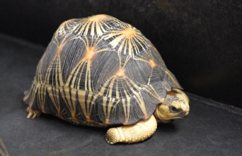 चीनमा विदेशी जनावर पाल्नेको संख्या बढ्दो, छेपारो र कछुवा प्रजाति पाल्ने मात्रै १ करोड ७० लाख 