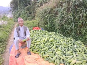 ८० वर्षीय तेजबहादुर उप्रेती, जसले एकै बर्षमा विक्री गरे ६०० किलो काँक्रो 