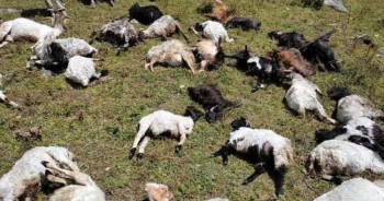चट्याङ लागेर जुम्लामा २१ वटा भेडाबाख्रा मरे