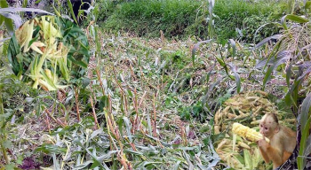 बाजुरामा बाँदरको आतंक, किसानले लगाएका बालीनाली सखाप