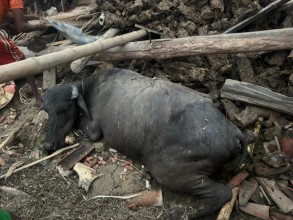  हावाहुरीले गोठ भत्किँदा दुई वटा भैँसी मरे