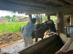 चन्द्रपुर नगरका ४४ वटा गाईभैंसीमा लम्पी स्किन रोगको  सङ्क्रमण 