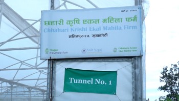 ‘छहारी’मा एकल महिलाको श्रम र पसिना :  बजार नपाउँदा सँधैभरी चिन्ता