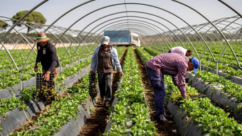 स्पेनमा ‘अमानवीय र असम्मानजनक’ श्रममा लगाइएका नेपालीको मुद्दा अदालतमा