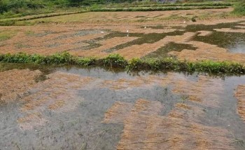 बेमौसमी वर्षाले किसानको काटेको धान डुब्यो, कोदो बालीमा पनि क्षति 