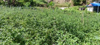 खुर्सानी खेतीबाट कमाउँदै रामेछापका किसान 