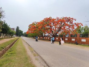 शान्त वीरेन्द्रनगर, ढकमक्क गुल्मोहर (तस्बिरहरु)