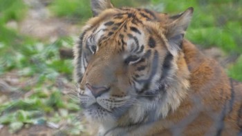 दुर्लभ दृश्य हेरेर बाघ अनुसन्धान केन्द्रमा रमाउँछन पर्यटक