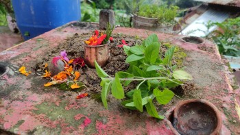 आज हरिशयनी एकादशी, तुलसीको बिरुवा सारिँदै