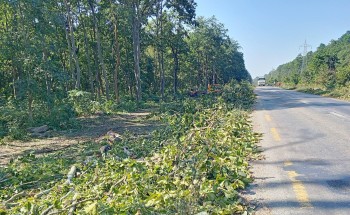 पूर्वपश्चिम राजमार्ग विस्तारका लागि सर्लाहीसहित तिन जिल्लामा साँढे एघार हजार रुख काटिने