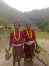 बाजुरामा रोपाइँको चटारो :  खेतमै चल्दैछ साली–भेना झैं हाँसो–मजाक