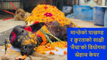 मान्छेको पाखण्ड र क्रुरताको साक्षी ‘मैचा’को वियोगमा स्नेहाज केयर (भिडियाे)