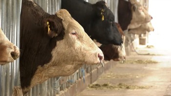 ब्राजिलको गाईको मासु निर्यातमा अमेरिकी करको मार