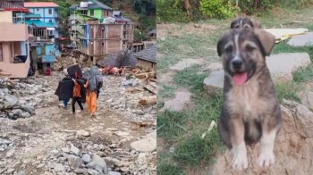 कुकुरले मानिसलाई कतिसम्म सहयोग गर्न सक्छ ?