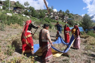कर्णालीमा उत्पादन हुने रैथाने अन्नवालीको निर्यात बढ्यो