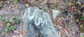 डुङ्गामा नागबेली सर्पको आकृत (तस्बिरसहित)