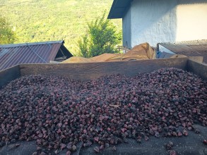 अलैँचीको बजार मूल्य निरन्तर ओरालो 