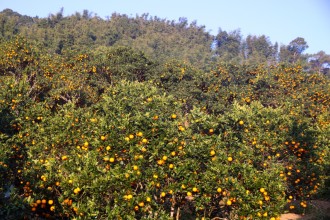 सिन्धुलीमा जुनार प्रवद्र्वन मेला, राष्ट्रिय तथा अन्तर्राष्ट्रिय बजारमा चिनाउने लक्ष्य
