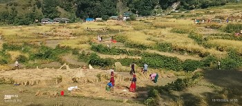 बाजुराका किसानलाई चाडपर्व भन्दा बाली भित्र्याउन चटारो 