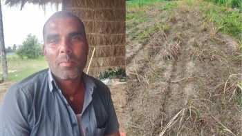 गलत झारनाशक औषधिको प्रयोगले उखु बाली नष्ट, किसान चिन्तित