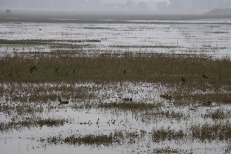 बढैयातालमा रमाउँदै आगन्तुक चराहरु