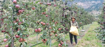 १० हजार टन स्याउ उत्पादनको अनुमान, निकासी भने ३० प्रतिशतमा सीमित