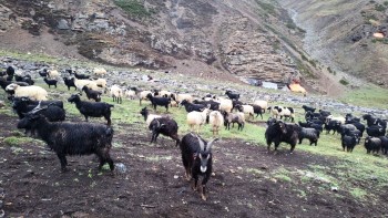 जडीबुटीको भरमा उपल्लो डोल्पाको जीविका, संरक्षण र बजारीकरणमा चुनौती