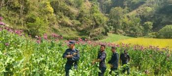 ५ सय १८ रोपनी जग्गामा लगाइएको अफिम खेती नष्ट