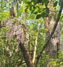 सलहेश फूलबारीमा बिहानैदेखि भीड, नयाँ वर्षमा ढकमक्क फुल्यो ‘चमत्कारी’ सुनाखरी